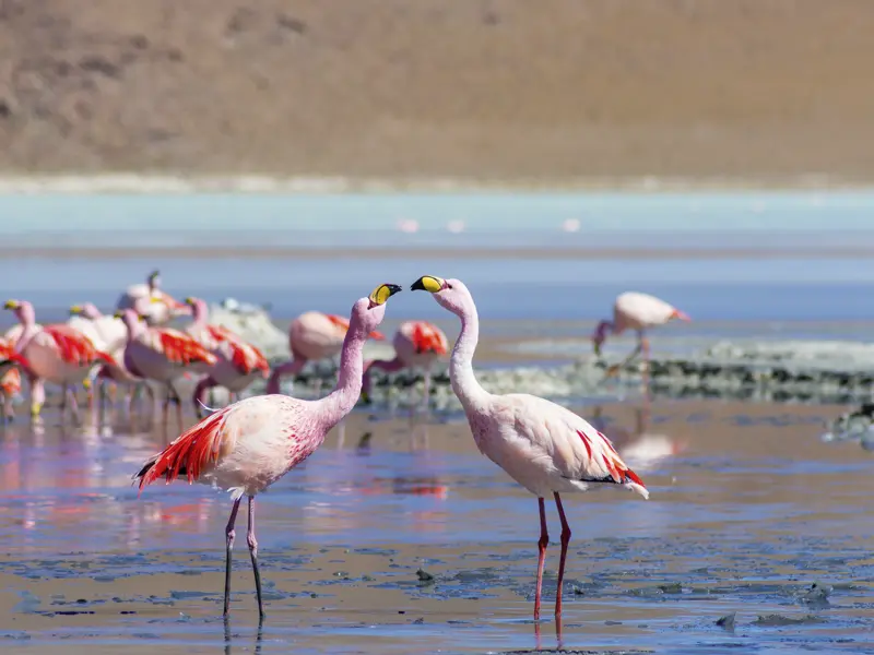 Ein Ausflug während unserer Rundreise führt uns zum Salar de Atacama in Chile, wo sich die Flamingos, die Stars der Atacama, in ihrem rosa Federkleid zeigen - ein perfektes Fotomotiv!