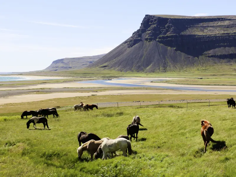 Auf dieser Marco Polo Reise entdecken Sie die abenteuerlichsten Landschaften Islands und immer wieder auch die typischen Islandpferde.