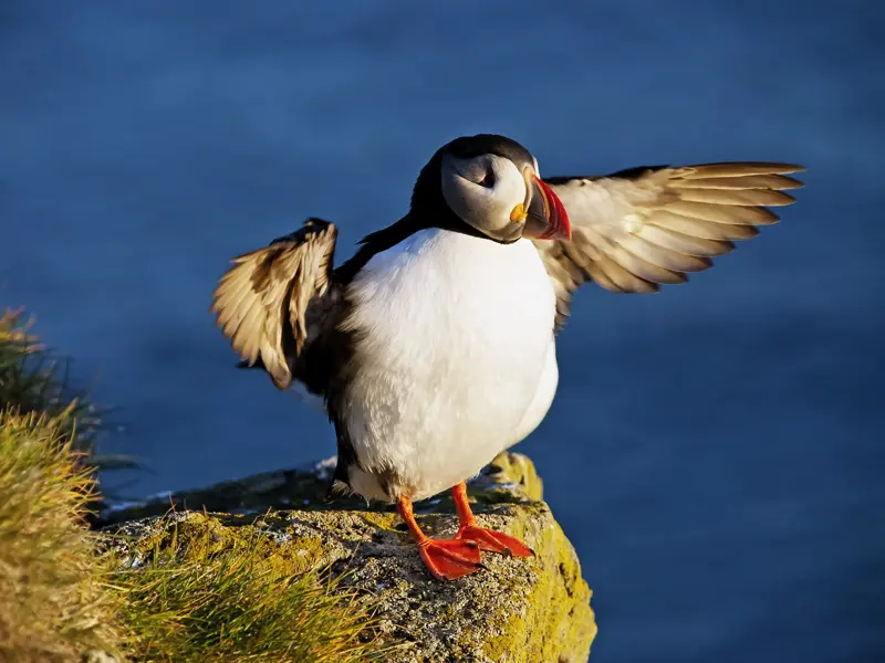 Auf dieser Rundreise durch Island können Sie am Kap Dyrholaey Papageitaucher und andere Seevögel beobachten, die Island in großer Zahl besuchen.