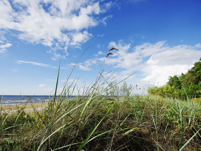Auf unserer Marco Polo Rundreise durch die baltischen Länder genießen wir die Ruhe an der Ostsee und sehen zu, wie sich das Gras im Wind wiegt.