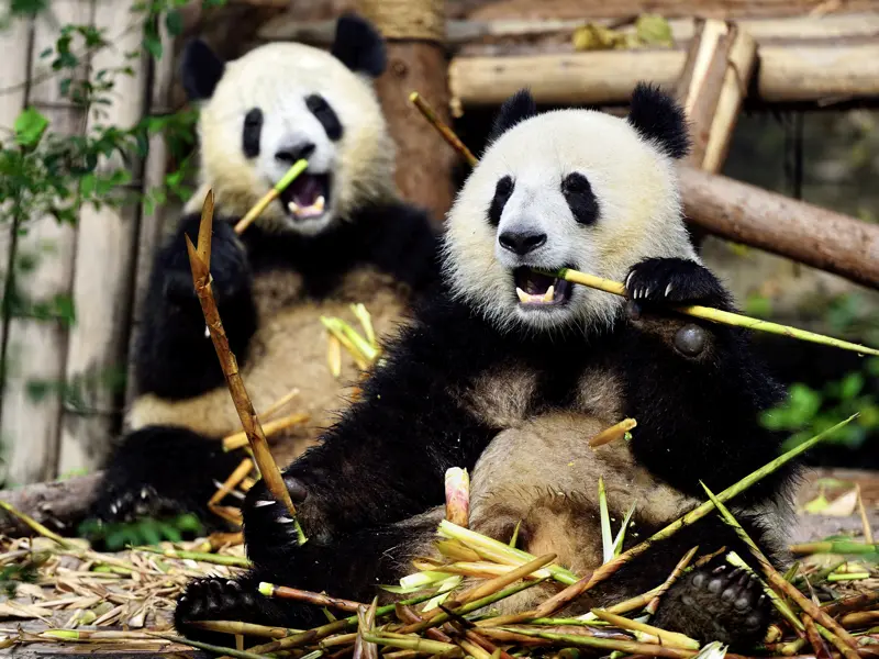 Tierischer Auftakt dieser Erlebnisreise aufs Dach der Welt ist der Besuch der Aufzuchtstation für Pandas in Chengdu.