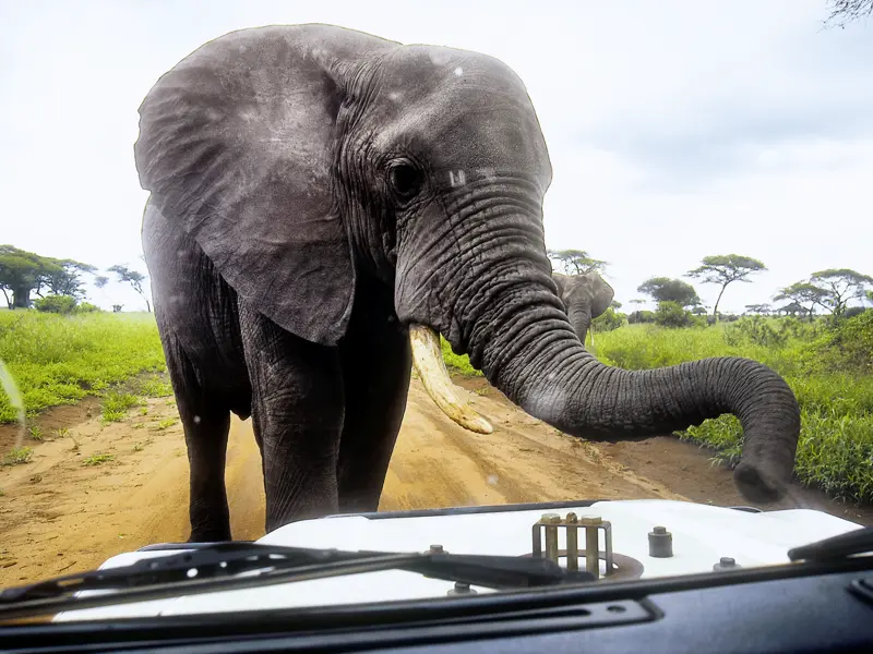 Auf unserer Rundreise durch Tansania folgen wir in den Nationalparks dem Ruf der Wildnis - und haben gute Chancen, dabei den Big Five zu begegnen.