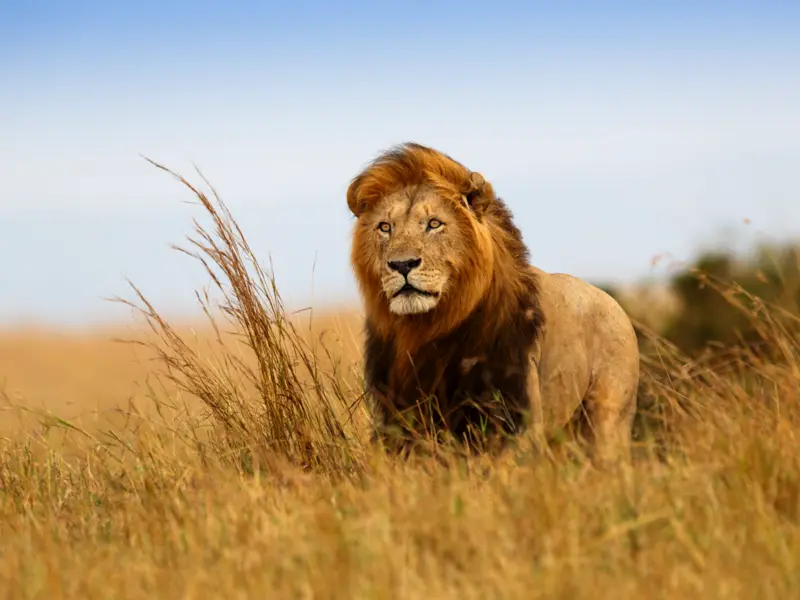 Auf der Safari im Krügerpark stehen die Chancen gut, neben Löwen auch die anderen Big Five vor die Kamera zu bekommen.