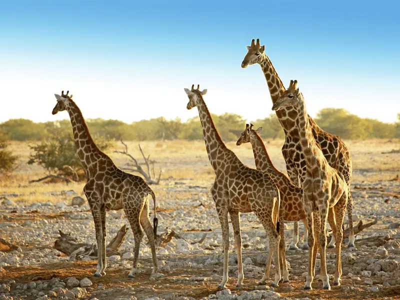 Auf Ihrer individuellen Rundreise durch Namibia treffen Sie an den Wasserstellen im Etoschapark nicht nur Giraffen, sondern auch Elefanten und mit etwas Glück auch Leoparden und Löwen an.