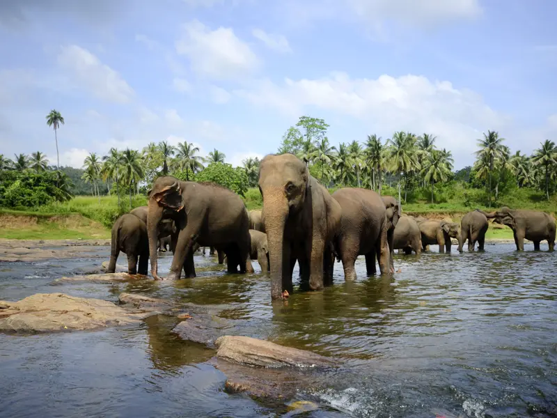 Auf unserer Rundreise durch Sri Lanka in kleiner Gruppe haben wir Gelegenheit, Elefanten zu beobachten, z.B. bei unserer Safari im Udawalawe-Nationalpark.