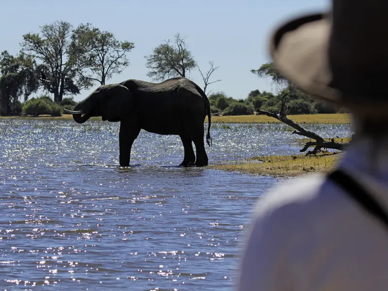 Die Elefantenherden im Chobe-Nationalpark sind legendär. In kleiner Gruppe pirschen wir uns auf der Marco-Polo-Reise heran.