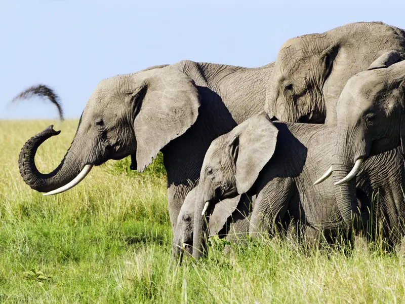 Zweite Etappe nach Namibia auf unserer Rundreise: Botswana, Land der Elefanten - vor allem im Chobe-Nationalpark werden wir sie in großer Zahl sehen.