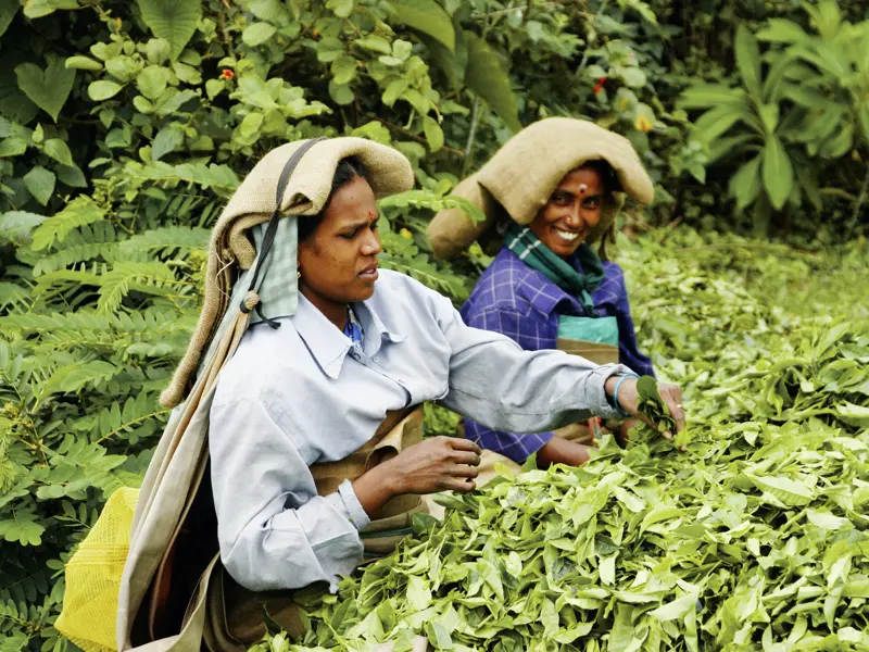 Auf Ihrer individuellen Rundreise durch Südindien können Sie auf einer Wanderung durch die Teeplantagen den Pfückerinnen bei der Arbeit zusehen.