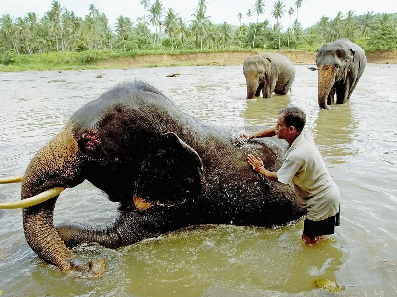 Auf Ihrer individuellen Rundreise durch Sri Lanka sehen Sie Elefanten nicht nur auf der Safari im Minneriya-Nationalpark oder im Eco Wildlife Park, sondern auch immer wieder mal unterwegs.