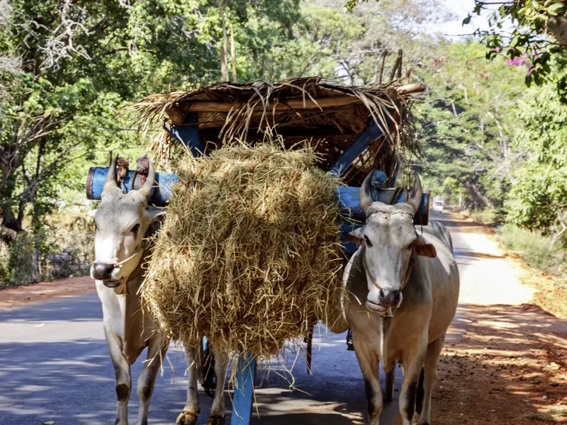 Auf Ihrer individuellen Rundreise durch Sri Lanka begegnen Ihnen unterwegs auf der Straße immer wieder Ochsengespanne.
