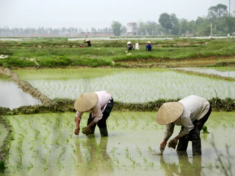 Das wird auf Ihrer individuellen Rundreise durch Vietnam und Kambodscha schnell ein vertrautes Bild werden: Reisbauern bei der Arbeit auf dem Feld.