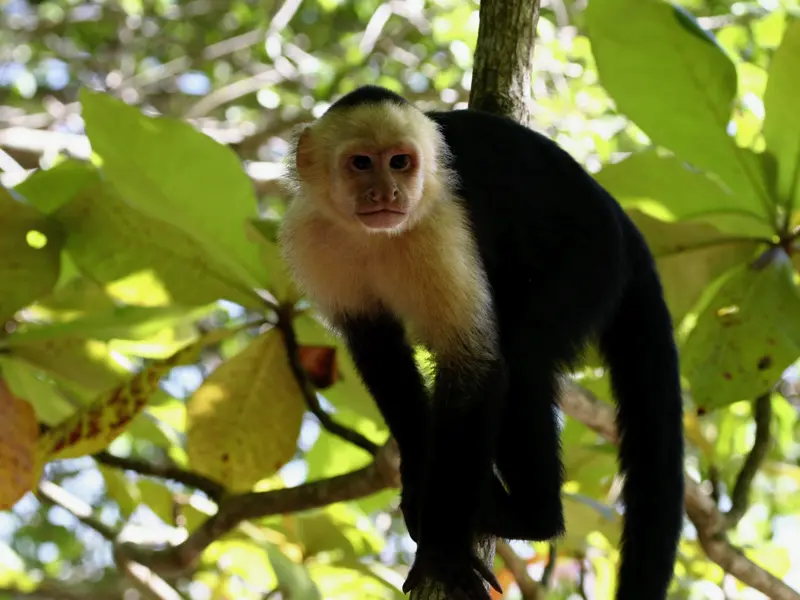 Auf Ihrer individuellen Rundreise durch Costa Rica fahren Sie in den Tenorio-Nationalpark und erkunden zu Fuß die Tier- und Pflanzenwelt.
