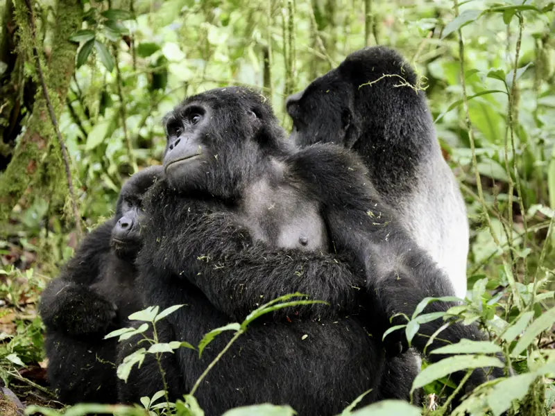Auf Ihrer Reise durch Uganda mit Gorilla-Tracking können Sie das Herz berührende Gorillas im Bwindi-Nationalpark aus der Nähe erleben.