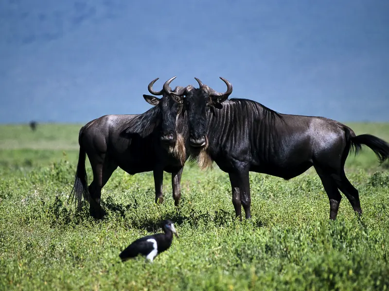 Auf Ihrer individuellen Rundreise durch Tansania besuchen Sie die bedeutendsten Nationalparks und machen Bekanntschaft mit der Tierwelt.