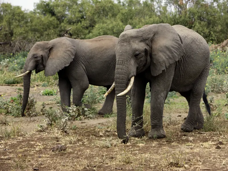 Auf Ihrer individuellen Rundreise durch Tansania kreuzen in den Nationalparks immer wieder Elefanten Ihren Weg.