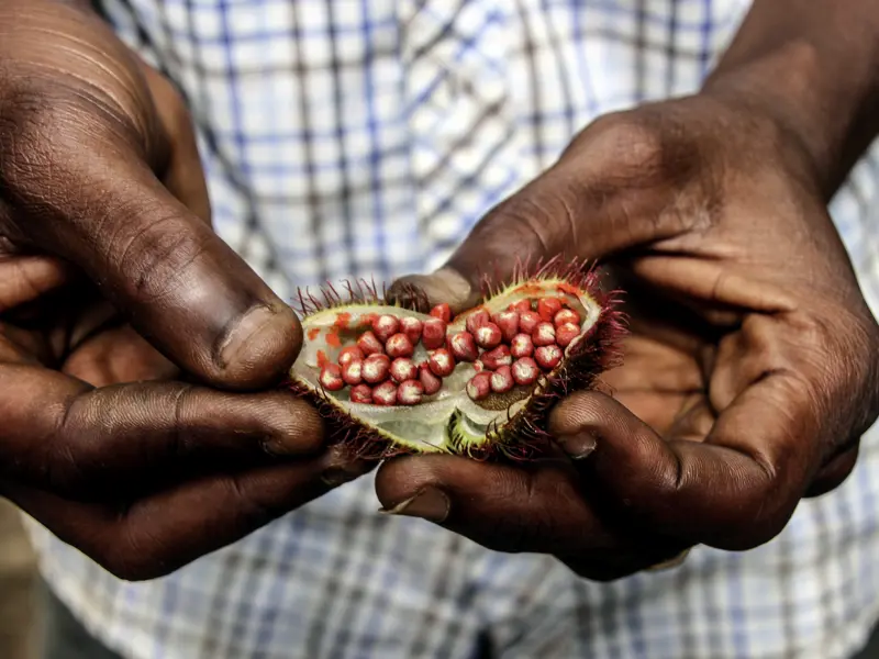 Auf Ihrer individuellen Rundreise durch Tansania stoßen Sie bestimmt auch auf die eine oder andere Frucht, die Sie noch nicht kannten.