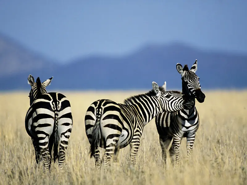Mit etwas Glück begegnen Sie auf Ihrer individuellen Rundreise durch Kenia nicht nur Zebras, sondern auch den Big Five.