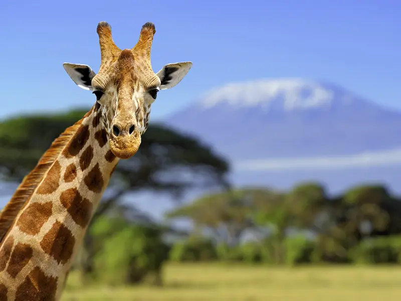 Auf Ihrer individuellen Rundreise kommen Sie der Tierwelt von Kenia ganz nah.