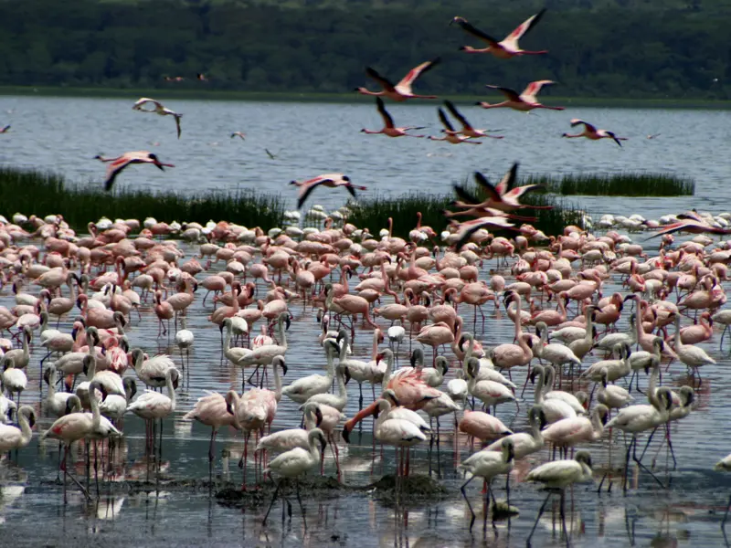 Auf Ihrer individuellen Rundreise durch Kenia entdecken Sie den Lake Nakuru, den bis zu zwei Millionen Flamingos in ein rosafarbenes Meer verwandeln können.