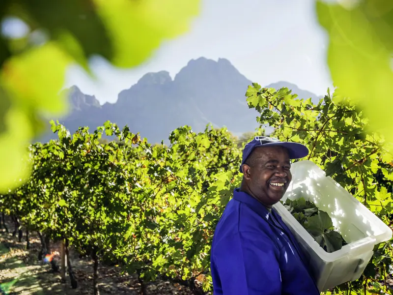 Ihre individuelle Rundreise durch Südafrika führt Sie auch in die Region um Franschhoek, in der Spitzenweine produziert werden - natürlich probieren Sie die edlen Tropfen auch.
