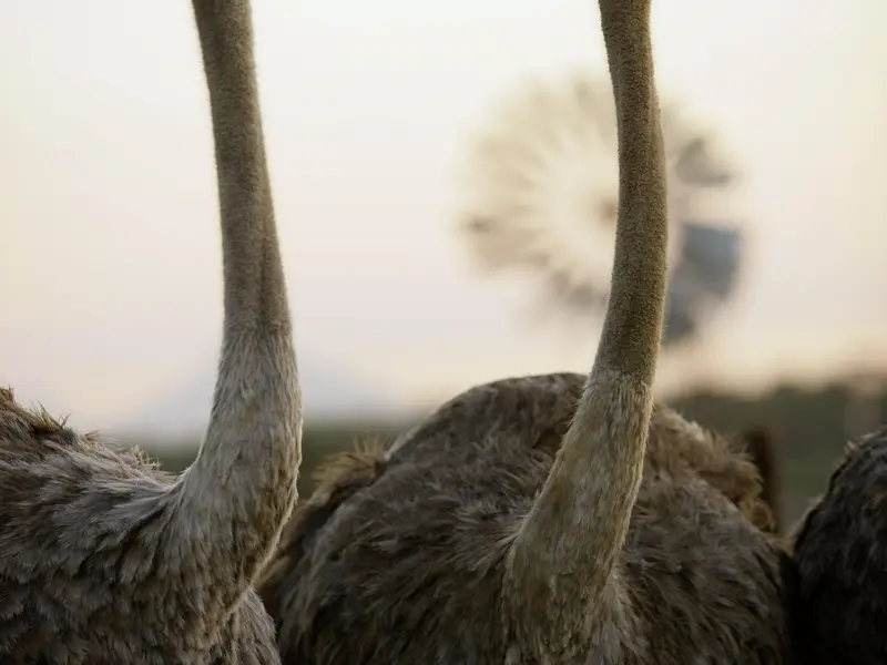 Auf Ihrer individuellen Rundreise durch Südafrika besuchen Sie eine Straußenfarm in Oudtshoorn und erfahren einiges über die Aufzucht und die Haltung der riesigen Vögel.