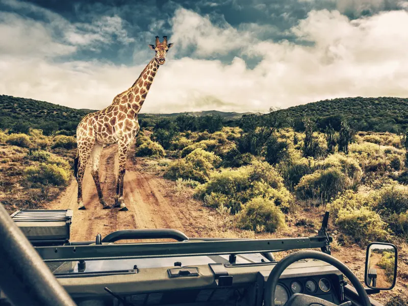 Auf Ihrer individuellen Rundreise im Mietwagen kommen Sie in den Nationalparks der Tierwelt von Südafrika ganz nah - mit etwas Glück kreuzen alle Big Five Ihren Weg.