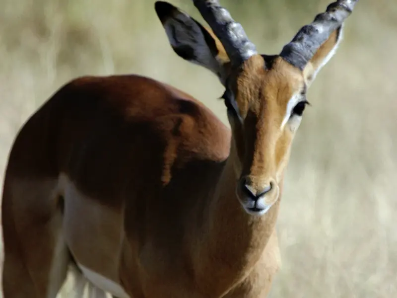 Wenn Sie auf Ihrer individuellen Rundreise ausführlich auf Safari gehen, kommen Sie der Tierwelt von Botswana ganz nah - Antilopen begegnen Ihnen ganz sicher und mit etwas Glück vielleicht auch die Big Five.