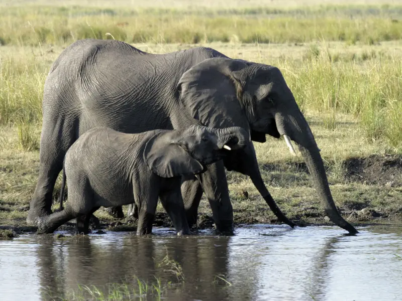 Im Chobepark kommen Sie auf Ihrer individuellen Rundreise durch Namibia und Botswana der Tierwelt ganz nah und können den Elefanten beim Baden im Fluss zusehen.