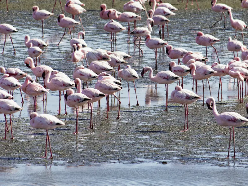 Auf dem Programm Ihrer individuellen Rundreise durch Namibia und Botswana steht auch ein Ausflug nach Walvis Bay mit seinen riesigen Flamingo-Kolonien