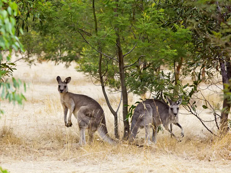 Auf Ihrer individuellen Rundreise durch Australien machen Sie bestimmt auch Bekanntschaft mit Kängurus - schließlich gibt es davon  auf dem Fünften Kontinent doppelt so viele wie Menschen.