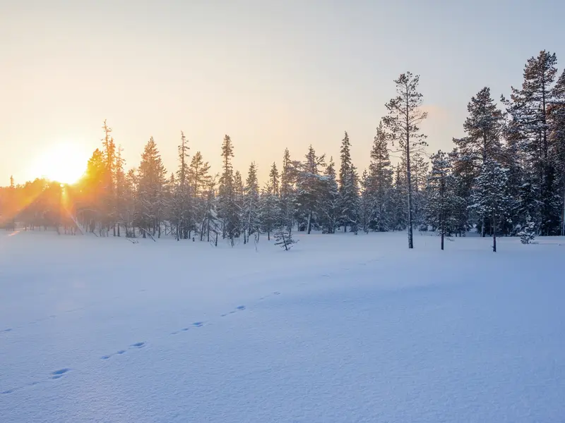 Gemeinsam mit anderen Travellern zwischen 20 und 35 Jahren geht's auf dieser Silvesterreise auch in die finnische Wildnis, die im Winter bei tiefstehender Sonne ihren ganz eigenen Reiz hat