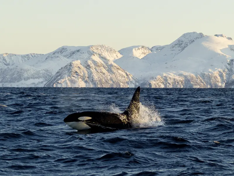 Im Kabinenkreuzer geht es für die YOUNG LINE Traveller ab 35 bei Skjervöy auf Walbeobachtung - vielleicht lassen sich die Killerwale sehen!