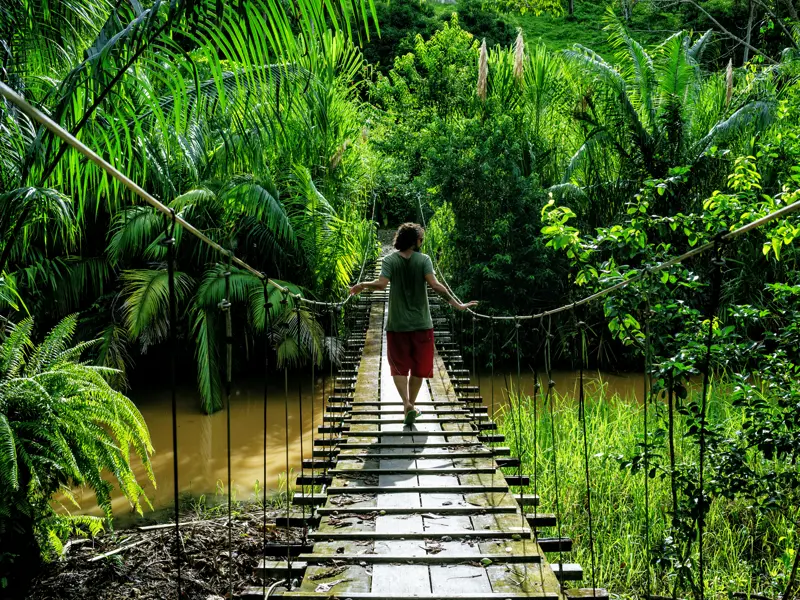 Im Dschungel führt der Weg unserer jungen Singles auch über so manche Hängebrücke.