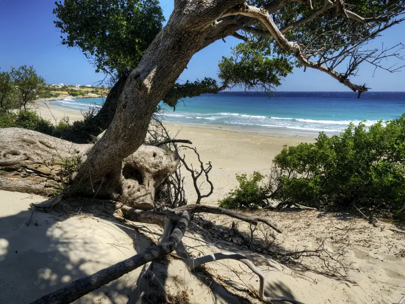 Auf Naxos bleibt auf unserer YOUNG LINE Reise  immer wieder Zeit zum Entspannen an schönen Sandstränden.