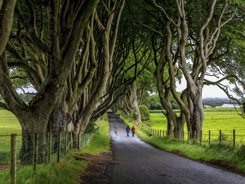 Wir spazieren auf unserer YOUNG LINE Reise nach Irland gemeinsam durch die mystische Allee der Dark Hedges.