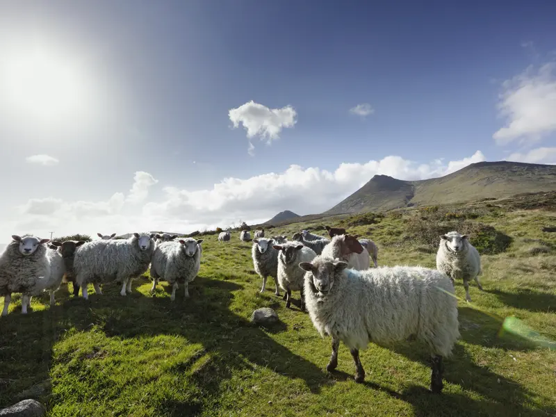 Bei dieser YOUNG LINE Irlandreise für junge Singles treffen wir an den witzigsten Stellen auf Schafe.