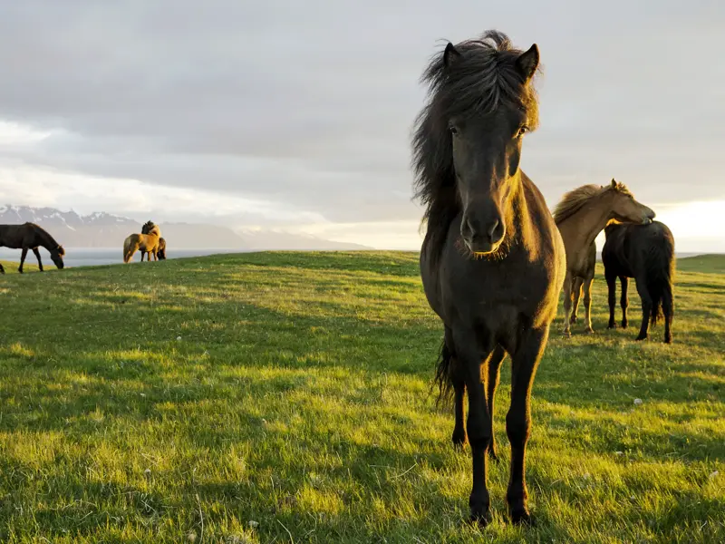 Die Islandponys sind schon bald ein vertrauter Anblick auf unserer Rundreise mit YOUNG LINE - wer Lust hat, nutzt die Gelegenheit und erkundet die Landschaft auf dem Rücken eines der Pferde.