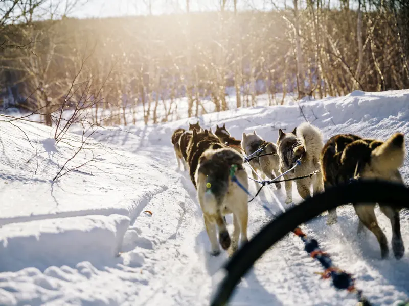 Auf unserer Reise mit YOUNG LINE nach Finnland werden wir am 6. Tag zu Hundeschlittenführern und lenken unsere Gespanne durch die tief verschneite Landschaft - ein unvergessliches Erlebnis!