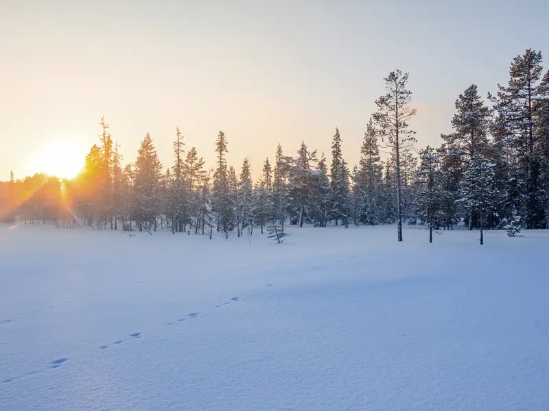 Gemeinsam mit anderen Travellern zwischen 20 und 35 Jahren geht's auf dieser YOUNG LINE Reise in die finnische Wildnis.