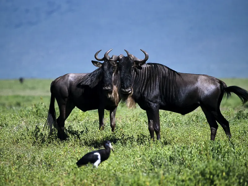 In Tansania besuchen wir die bedeutendsten Nationalparks und machen Bekanntschaft mit der Tierwelt.