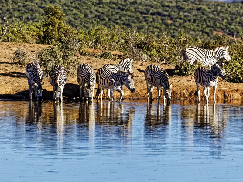 Im Krügerpark begegnen uns auf der YOUNG LINE Reise nach Südafrika auch immer wieder Zebras.