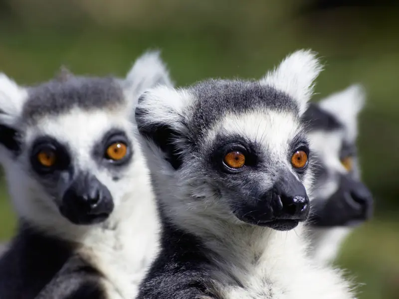 Gemeinsam in einer Gruppe gleichgesinnter junger Singles gehen wir auf die Pirsch, um Lemuren vor die Linse zu bekommen.