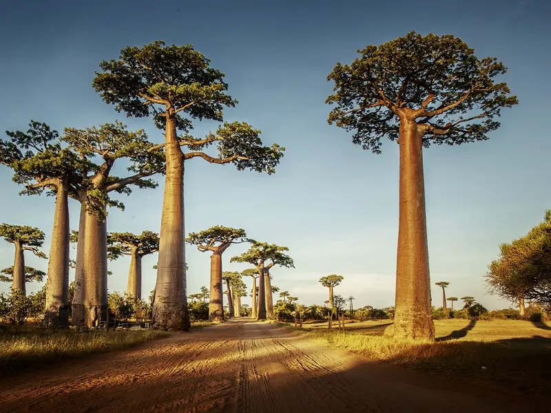 Die Avenue de Baobab führt unsere Gruppe junger Singles in den Tsingy-Nationalpark.