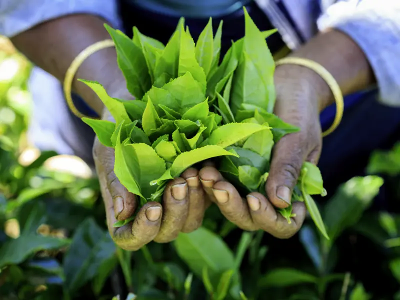Teatime auf Ihrer individuellen Rundreise durch Sri Lanka: Bei Nuwara Eliya besuchen Sie eine Plantage und erfahren mehr über den berühmten Ceylontee.