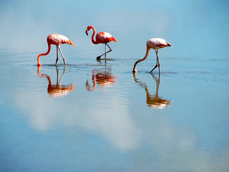Ein Natur-Highlight auf Ihrer individuellen Rundreise durch Mexiko: Tuckern Sie auf einem Boot durch das UNESCO-Biosphärenreservat Rio Lagartos. Hunderte rosa gefiederte Flamingos bilden einen schönen Kontrast zu dem hellblauen Wasser.