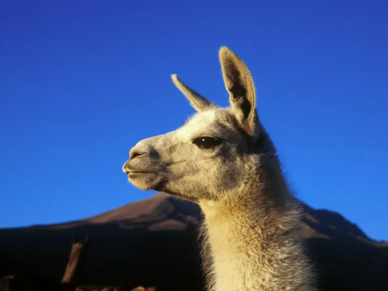 Die in den Anden lebenden Guanakos begegnen Ihnen während Ihrer individuellen Reise durch Chile sicherlich nicht nur einmal. Die Tiere aus der Gattung der Lamas lebt in Regionen bis 4000 m.