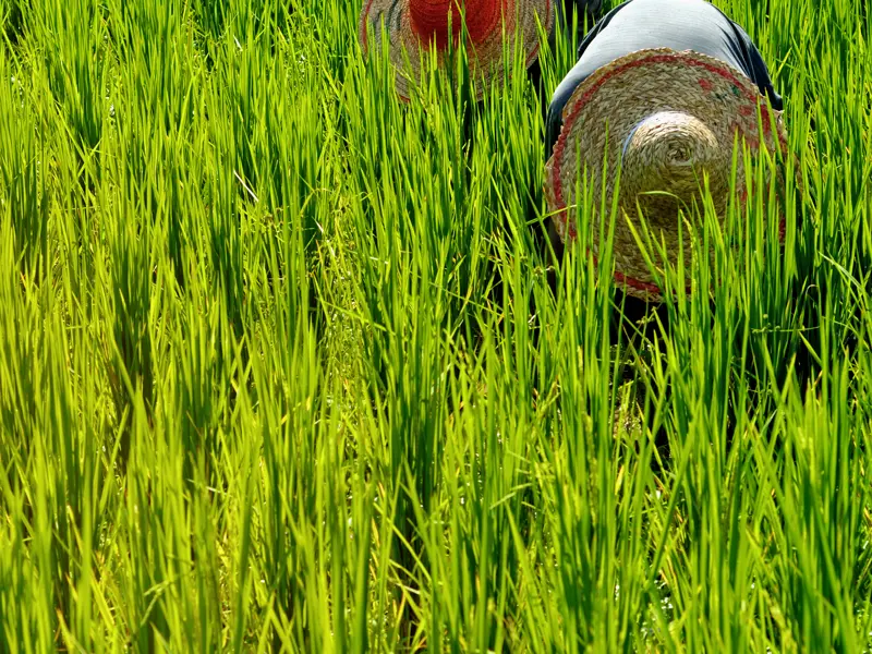 Reisernte in Malaysia auf grünen Reisfeldern.