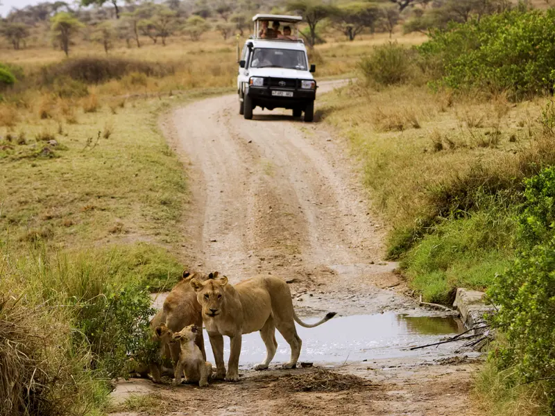 In der Serengeti läuft Ihnen auf Ihrer individuellen Rundreise durch Tansania bestimmt die eine oder andere Löwenfamilie über den Weg.