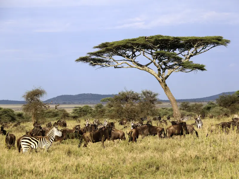 In der Serengeti in Tansania warten nicht nur die Big Five auf Sie. Auch Zebras und Gnus kreuzen Ihren Weg. Die Schirmakazien prägen die afrikanische Landschaft.
