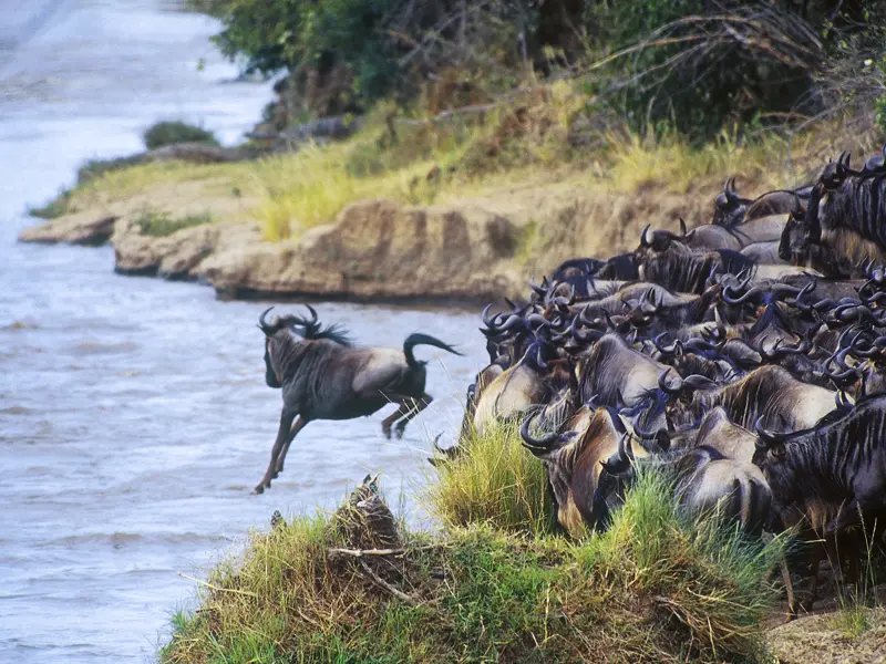 Tausende von Gnus ziehen auf der Suche nach Futter durch die Serengeti über den Mara River in die Massai Mara. Bei Ihrer Individualreise durch Kenia können Sie dieses Schauspiel zwischen August und Oktober miterleben.
